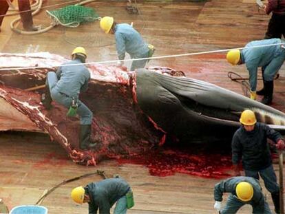 Una ballena mink capturada por un barco ballenero japonés en 2000.