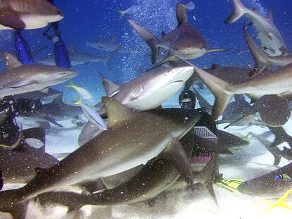 ¡Dejad que los tiburones se acerquen a mi!