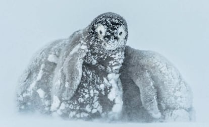 Crías de pingüino emperador en medio de una ventisca. Estas aves son capaces de resistir temperaturas de hasta -60 ºC.