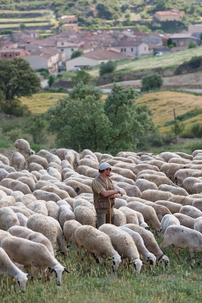 Simón Cortés pastorea a su rebaño de ovejas de raza Ojinegra en Parras de Castellote (Teruel).