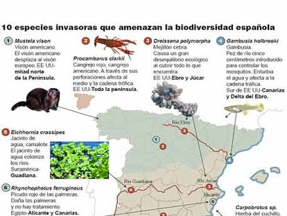 Especies que amenazan la biodiversidad española