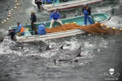 Fotografía facilitada por la organización "Sea Shepherd" (Pastor Marino) que muestra el proceso de selección de delfines, ayer durante la captura anual de delfines en Taiji (Japón).