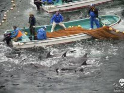 Fotografía facilitada por la organización "Sea Shepherd" (Pastor Marino) que muestra el proceso de selección de delfines, ayer durante la captura anual de delfines en Taiji (Japón).