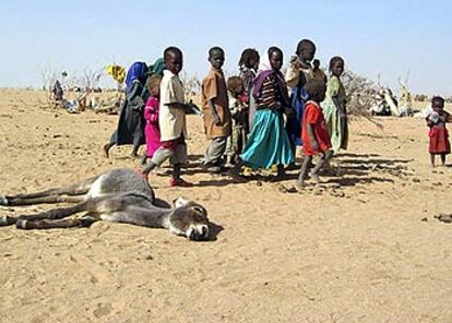 Varios niños observan un burro muerto en un campo de refugiados sudaneses en Chad, en marzo pasado.