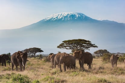 <a href="http://www.tanzaniatourism.go.tz/en/destination/mount-kilimanjaro-national-park" target="_blank">Uno de los grandes iconos de África</a>, formado por tres volcanes inactivos: Mawenzi, Shira y Kibu, cuyo pico, Uhuro, roza los 5.892 metros sobre el nivel del mar, siendo el techo de África. Se alza en el norte de Tanzania, cerca de la ciudad de Moshi, y se accede a su cima mediante seis rutas de 'trekking' y otras tantas para alpinistas experimentados. También hay senderos naturales en sus tramos más bajos y un buen abanico de 'campings', hoteles y cabañas por sus alrededores. A pesar de la protección que supone el hecho de que sea parque nacional, está perdiendo los famosos campos de hielo de su cumbre por culpa del calentamiento global.