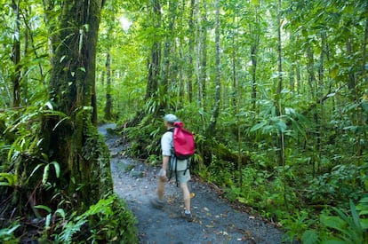 Para buscar un rincón libre de turistas en el Caribe, tal vez haya que viajar a Dominica. Probablemente sea la única isla de la zona que permanece prácticamente tal y como cuando llegó Colón. Sorprenden sus helechos prehistóricos, sus playas vacías y, sobre todo, que no sufra la deforestación que asola otras partes de la región caribeña (en la foto, bosque selvático en el Waitukubuli National Trail). Pero Dominica se prepara para recibir al nuevo turismo: en 2018 contará con sus primeros grandes 'resorts' que abrirán una nueva era y que harán más sencillo visitar este auténtico paraíso.