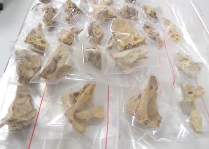 Some of the petrous skull bones analyzed in the study.