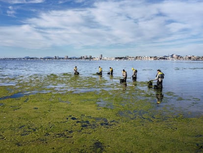 Members of a forest brigade remove algae from Villananitos beach.