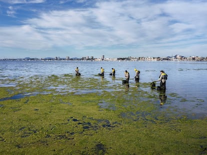 Una brigada forestal retira algas de la playa de Villananitos.
