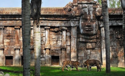 Tigres de sumatra en el Bioparc de Fuengirola.