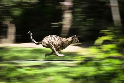 Un guepardo corre detrás de un señuelo en su recinto en el zoológico African Safari en Plaisance du Touch, cerca de Toulouse, en el suroeste de Francia, este jueves.