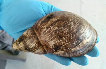 Un caracol gigante africano que iba a viajar a Italia en una caja.