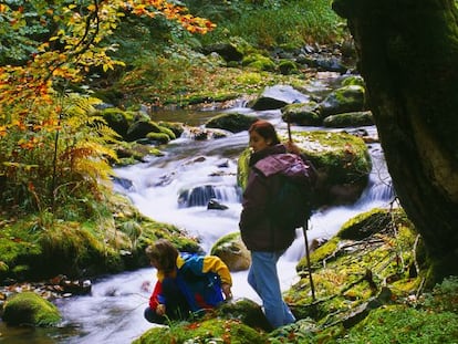 La reserva asturiana de Muniellos atesora un bosque único de roble albar poblado por osos y lobos.