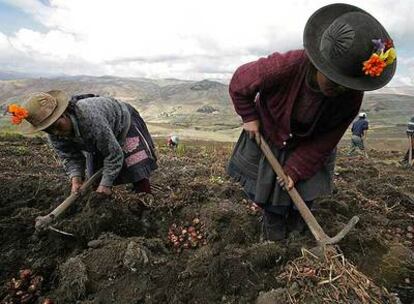 Dos mujeres recogen patatas en San José de Aymara, en el departamento peruano de Huancavelica.