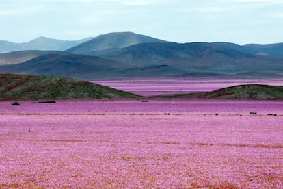 Las abundantes precipitaciones que han mojado el norte de Chile estos últimos meses, han propiciado el 'florecimiento más espectacular de los últimos 18 años', en la región de Atacama, localidad distante a 750 kilómetros al norte de Santiago (Chile).