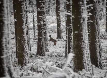 Un ciervo sorprendido por el fotógrafo escapa entre los troncos de los árboles del bosque helado de la montaña Grosser Feldberg, en el centro de Alemania. Imagen tomada el 3 de diciembre 2014.