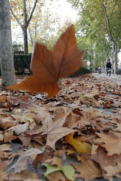 Hojas caídas en la plaza de la Villa de París, en el distrito de Centro.