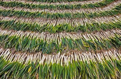 La temporada de calçots ja ha començat.