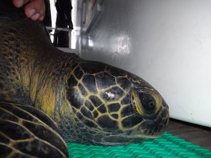 Sanjay, la tortuga que hizo el recorrido de Cocos a Gal&aacute;pagos.