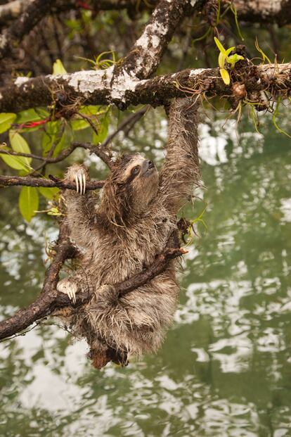 Perezoso pigmeo ('Bradypus pygmaeus').