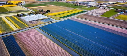 Vista aérea de los campos de tulipanes en la ciudad de Lisse (Holanda).