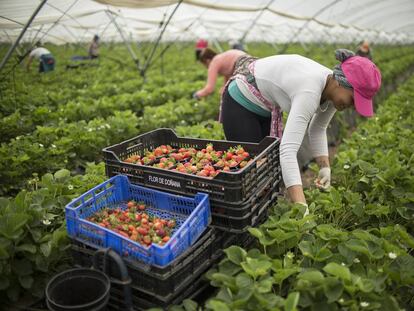 Trabajadores de la empresa Flor de Doñana recogen fresas.