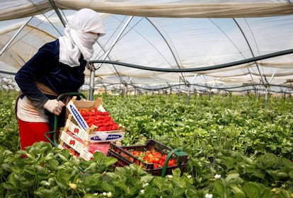 Una mujer recoge fresas en una explotación agrícola de Cartaya (Huelva).