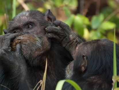 Dos chimpancés se proporcionan cuidados.