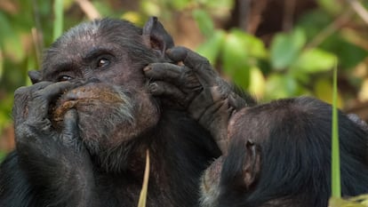 Dois chimpanzés no Parque Nacional de Gombe (Tanzânia).