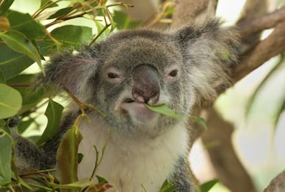 Que un koala te ataque parece algo tan improbable como que te apuñale Winnie the Pooh. Le ocurrió a Kenneth Cook (1929–1987), prolífico periodista y escritor australiano, autor de varios libros en clave de humor sobre la vida en el Outback, las remotas regiones del interior del país. Según cuenta en uno de sus relatos, uno de estos adorables animalitos estuvo a punto de arrancarle sus atributos masculinos cuando intentaba bajarlo de un árbol (se rompió una rama y el koala se agarró donde mejor pudo), un incidente que jamás les perdonó.