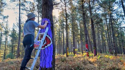 Una artista pinta una de las obras de Ibarrola en el nuevo Bosque de Oma.