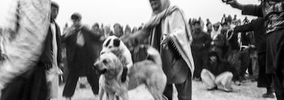 Dos perros pelean durante un combate en Kabul. Los dos contendientes son separados por los árbitros usando un palo o lanzándoles un cubo de agua. Al contrario que en otros países limítrofes, en Afganistán la lucha no suele llegar a la muerte del animal.