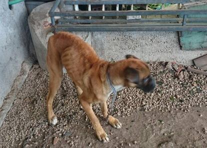 Imagen tomada por la Guardia Civil del perro rescatado en A R&uacute;a esta semana.