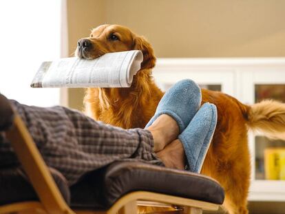 En la actualidad, muchos perros subcontratan la entrega de periódicos a sus dueños. 