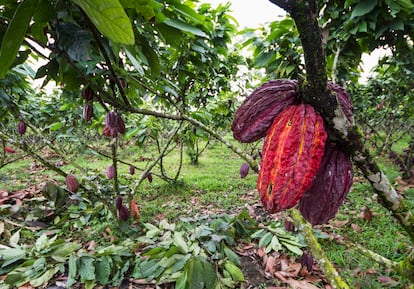 Una finca de cacao, en Guayas, Ecuador.