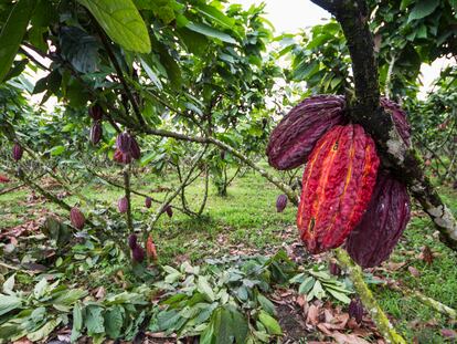 Una finca de cacao, en Guayas, Ecuador.