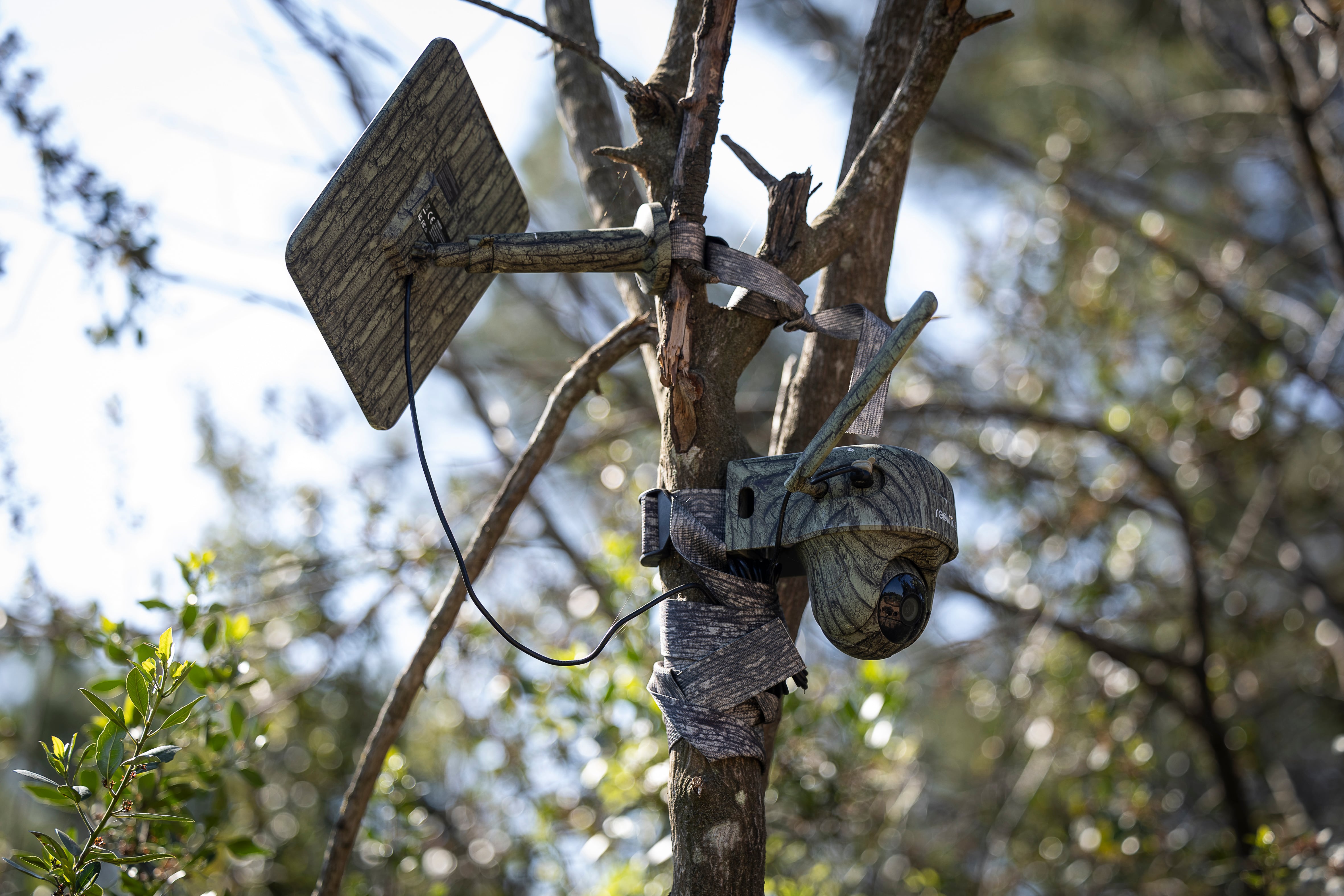 Una cámara vigila la trampa