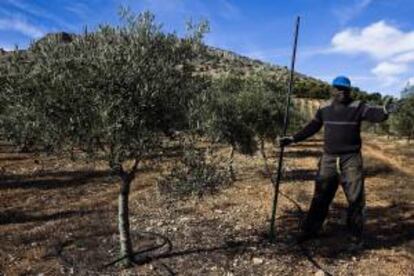 El mal Issa Keita durante la campa?a de recoleccin de aceitunas en Mollina. Keita, de 49 a?os y procedente de Bamako (Mal), es uno de los pocos subsaharianos que sigue trabajando en la aceituna, y lo hace en la localidad malague?a de Mollina, donde cada vez son menos los trabajadores extranjeros.