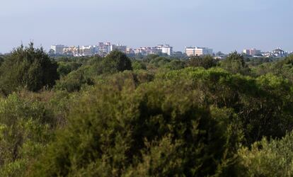 Macrourbanización de Matalascañas (Almonte), tras el parque nacional. 