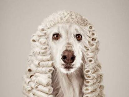 ONG Foundation Animal in the Law. "La gente que abusa de los animales merece un juez duro". Agencia Ruf Lanz, Suiza.