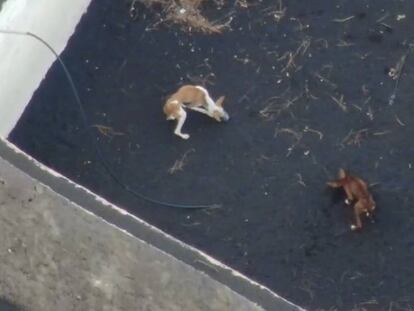 Tres perros en un recinto en el que estaban atrapados por la lava de la erupción de La Palma, la semana pasada.