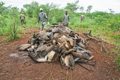 Vigilantes amontonan los cadáveres de buitres de un envenenamiento masivo en Mozambique.