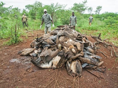 Vigilantes amontonan los cadáveres de buitres de un envenenamiento masivo en Mozambique.