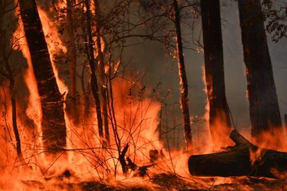 Los incendios se extienden a lo largo de 1.000 kilómetros en el litoral pacífico. Por ello, los bomberos se enfrentan a grandes dificultades, pese al apoyo aéreo de unos 70 aparatos.