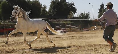 Un hombre entrena a un pura raza española momentos antes de participar en el Salón Internacional del Caballo (SICAB) de Sevilla.