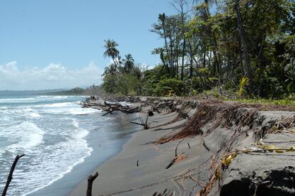 “Es cierto que las costas evolucionan de forma natural y el mar se lleva arena de unos sitios para depositarlo en otros, pero aquí solo hemos perdido terreno”, explica el administrador del parque de Cahuita.