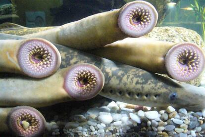 Ejemplares de lamprea del Aquarium Finisterrae.