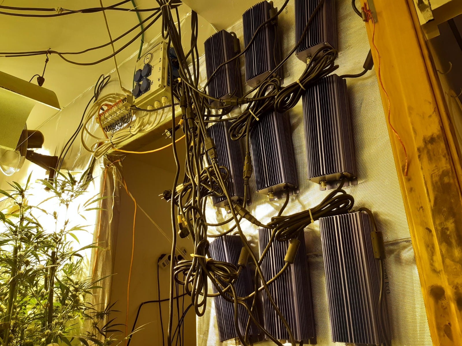 Las plantaciones de marihuana conectadas ilegalmente a la red eléctrica son la principal causa del fraude eléctrico. CEDIDA POR EMPRESA