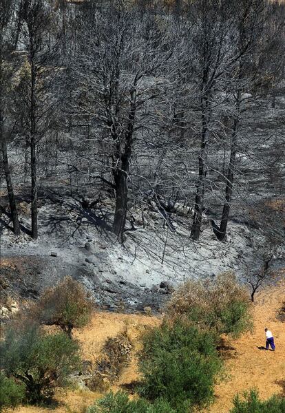 Un hombre se adentra en el bosque para revisar sus terrenos.