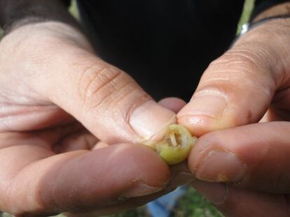 Aceituna dañada por las larvas de la mosca del olivo.